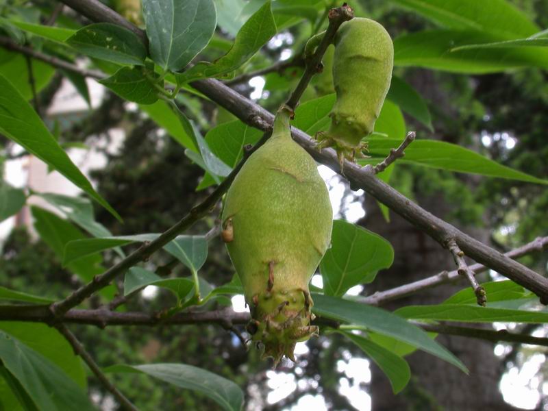 Che albero  ? - Chimonanthus praecox.